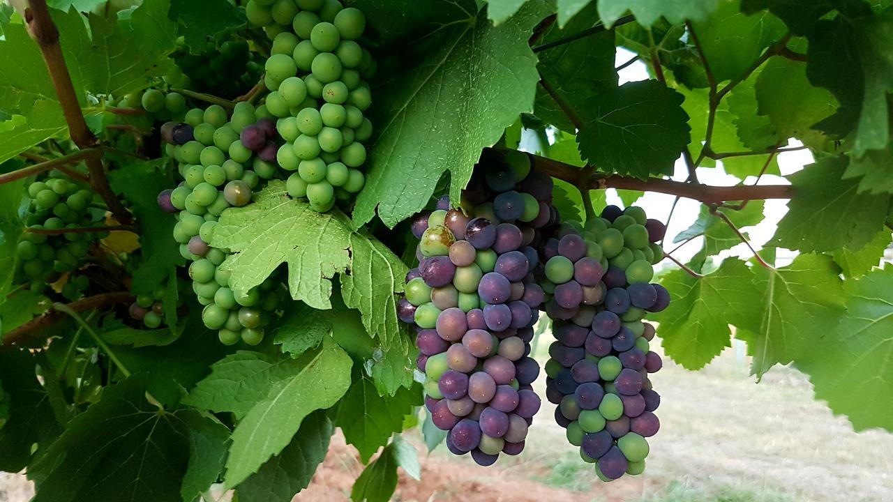 Red Door Collective - Rdc Vineyard Estate, Luxury Adult Only Stay ポーコルビン エクステリア 写真